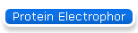 Protein Electrophor